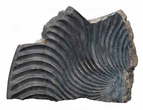 Bigio antico, Grecia o Nero antico, Tunisia , frammento di labrum strigilato